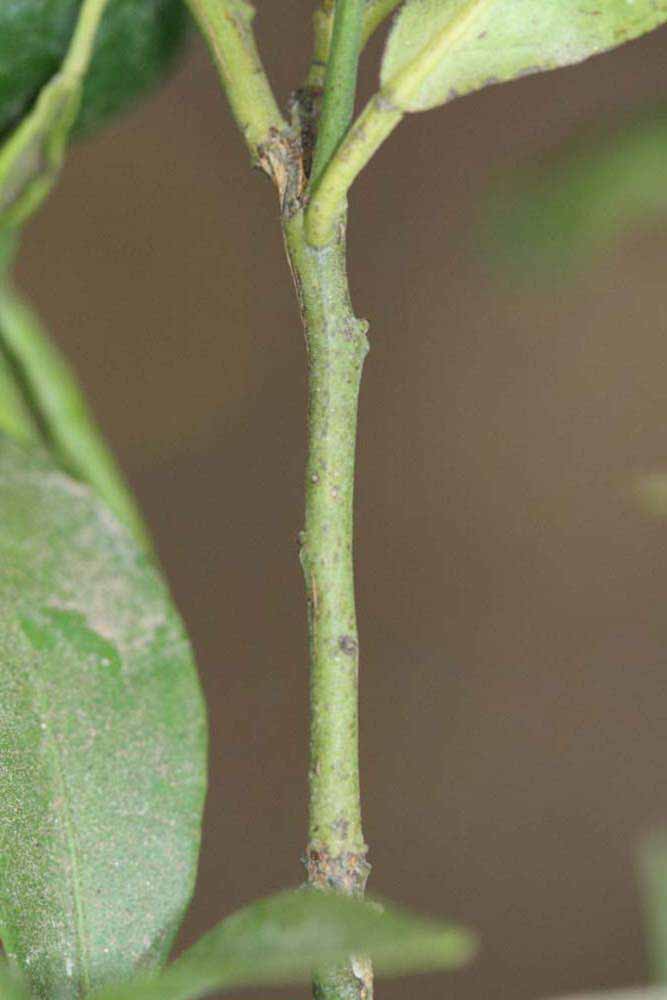            First year twig (Riverside, CA)   